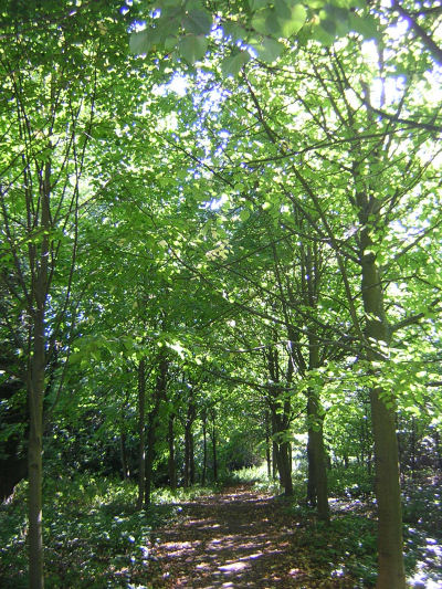 Trees in Vavasseur's Wood